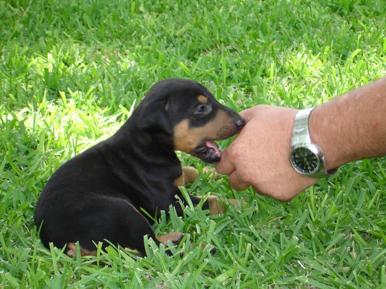 Doberman puppy