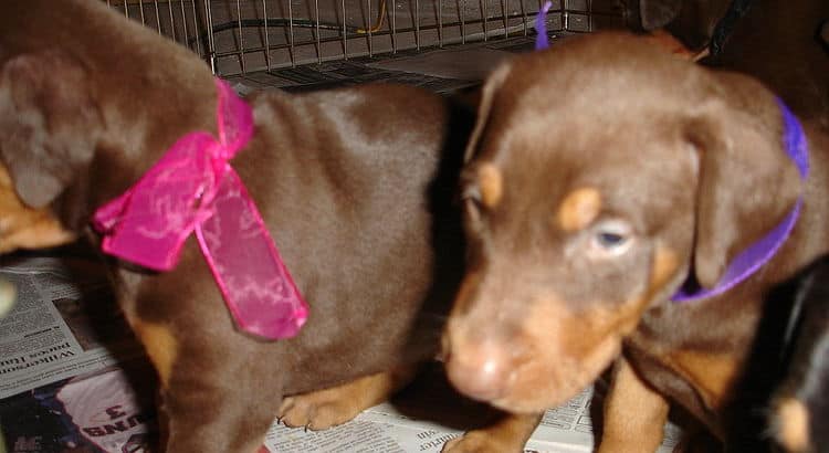 Female Doberman puppy