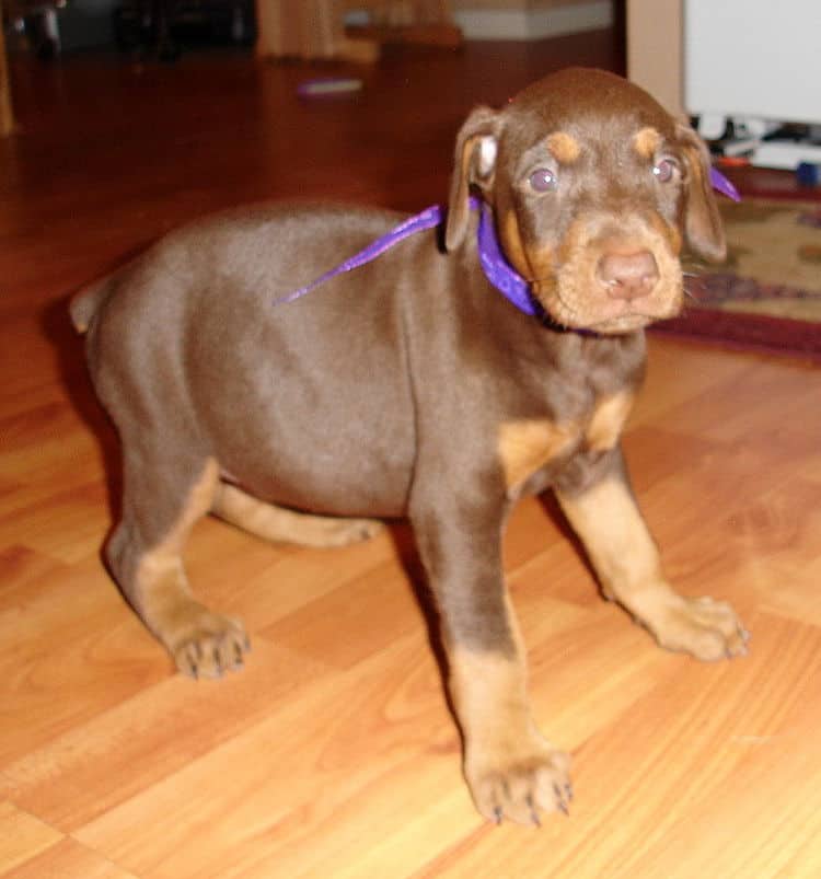 Female Dobe Pup