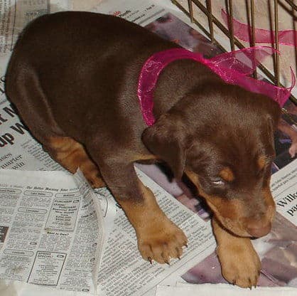 Doberman puppy