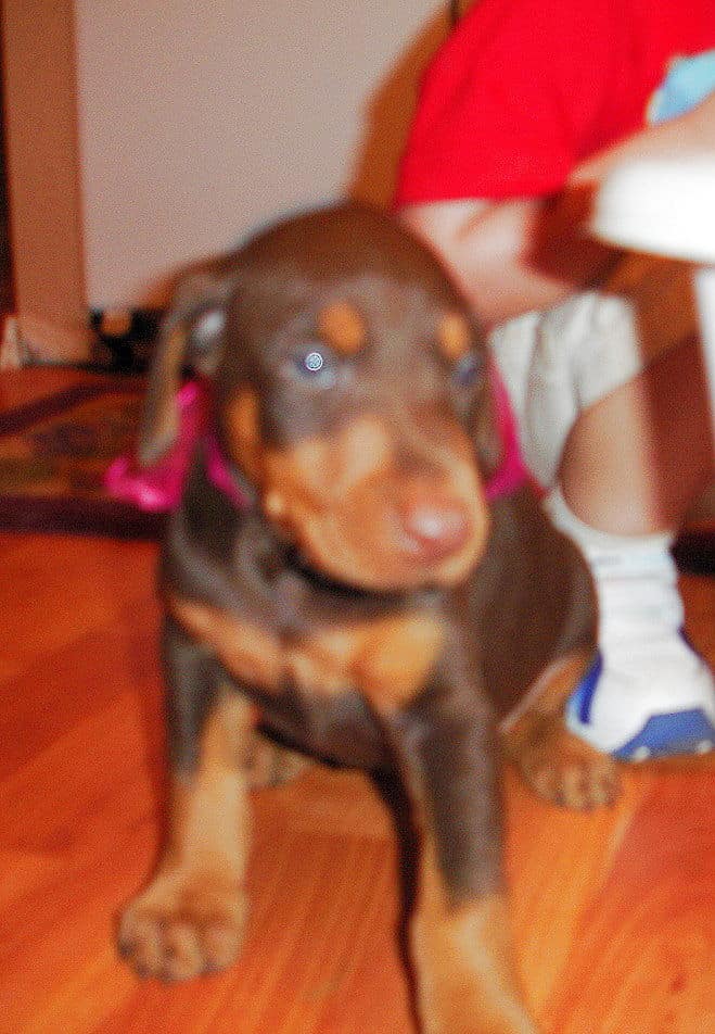 Female Dobe pup