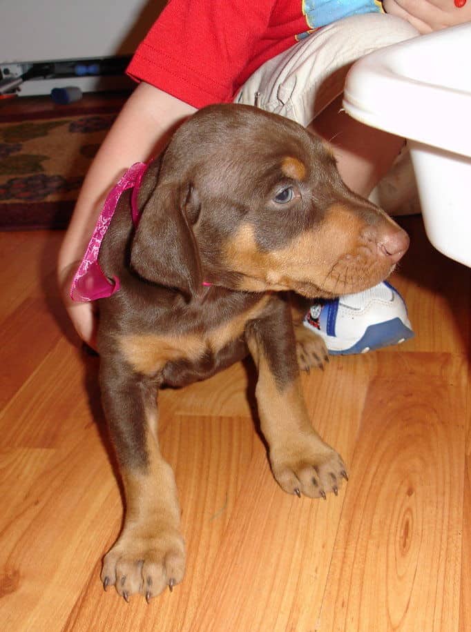 Female Doberman Puppy