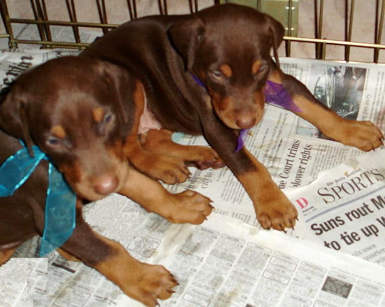 Doberman Pinschers