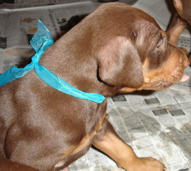 Dobe pup