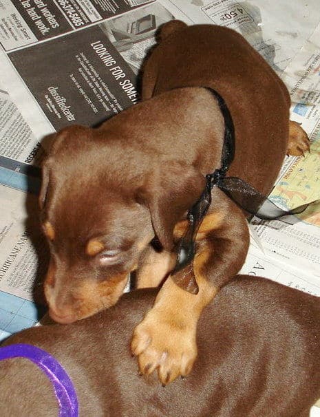 Male Doberman Puppy