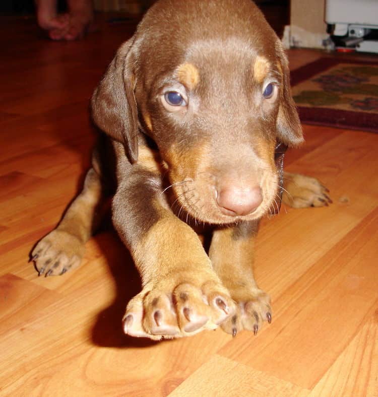 Male Doberman pup