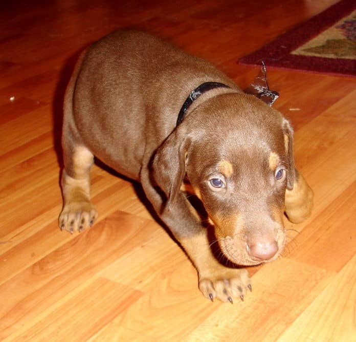 Doberman Pinscher puppy