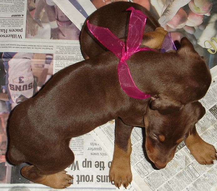 Doberman female pups