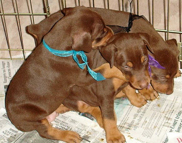 Dobe puppies