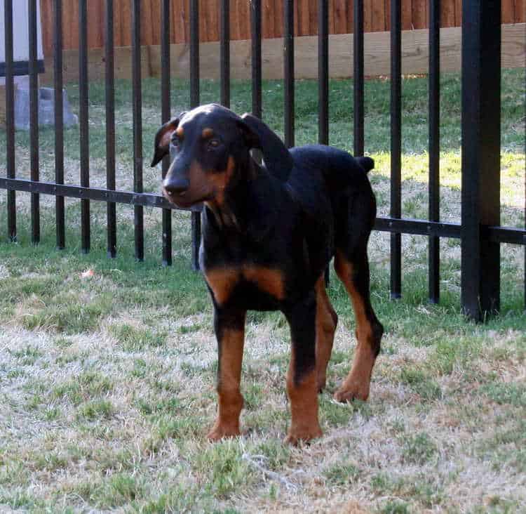 Dobe pup