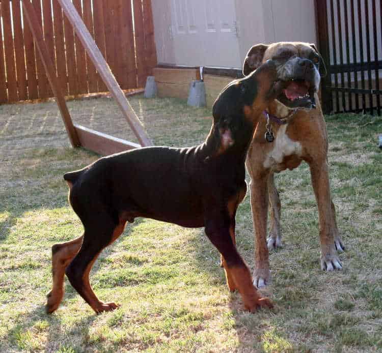 Dobe pup