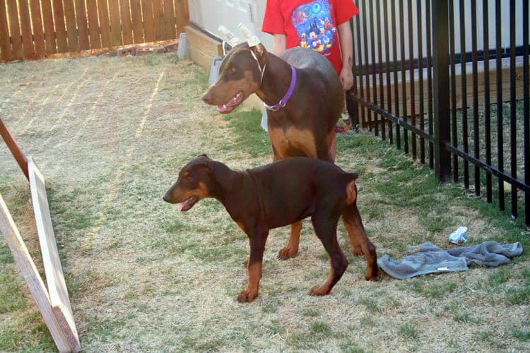 Dobe pup