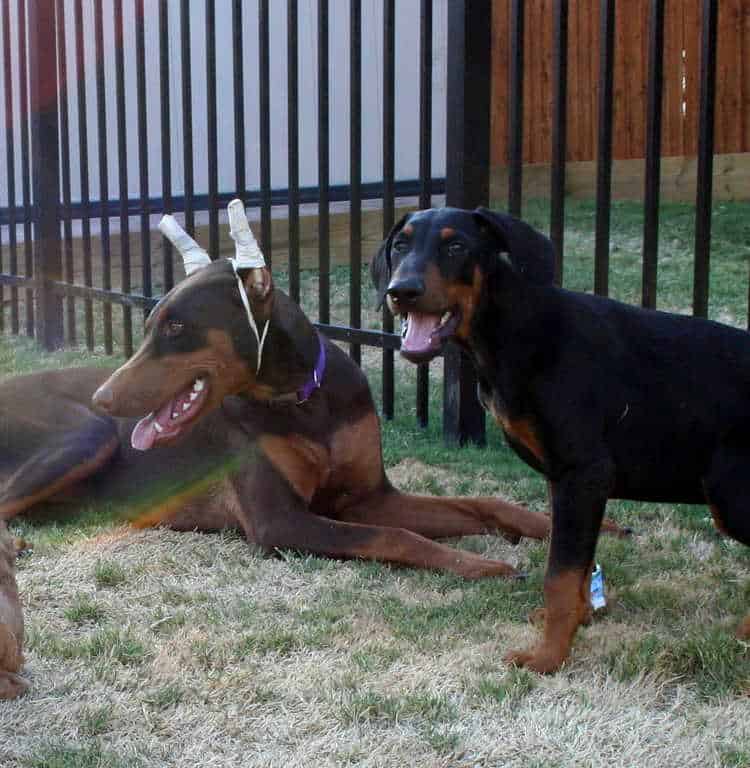 Dobe pup