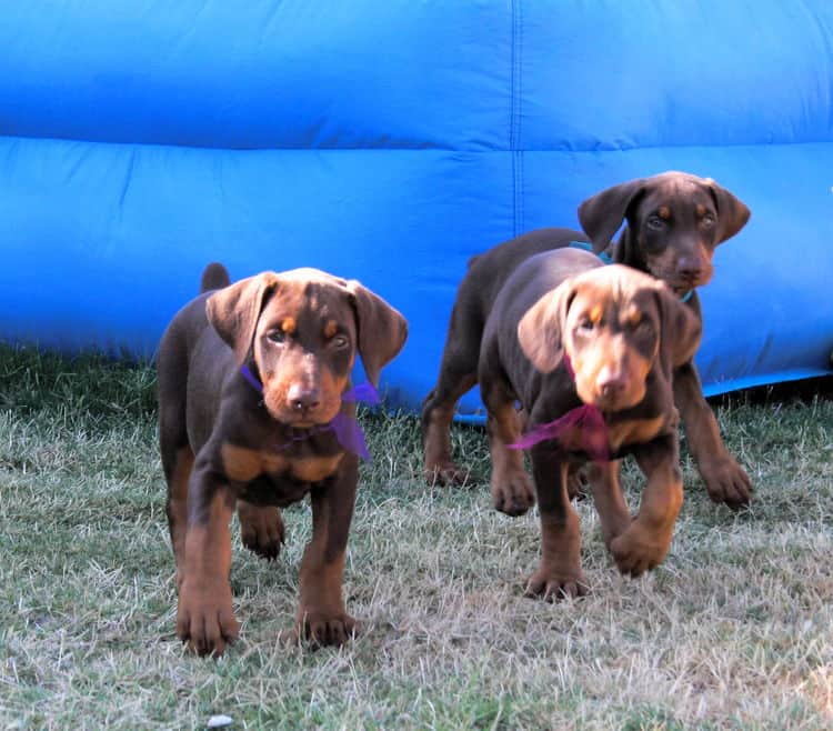 Doberman puppies