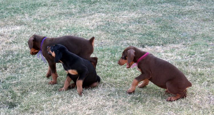 Dobie pups