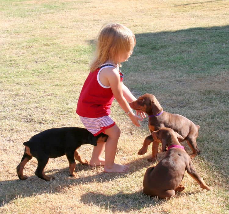 Dobe puppies