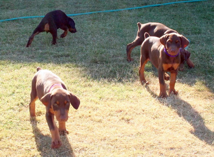 Dobe pups