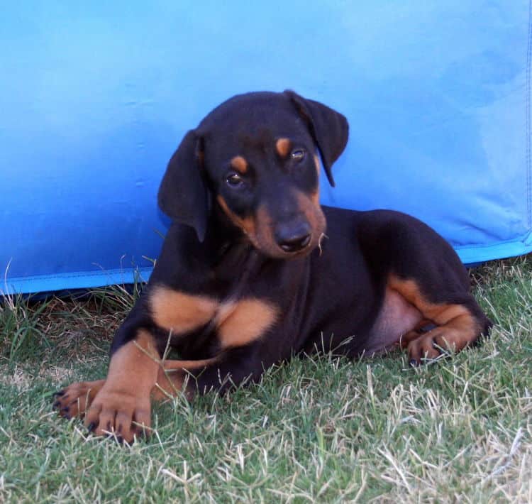 Dobe puppy