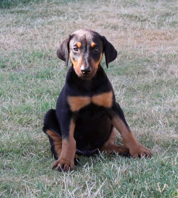 Doberman Pinscher pup