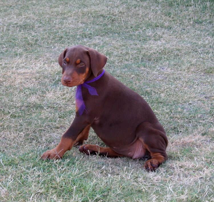 Dobe pup