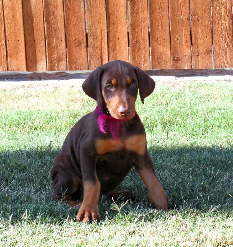 Doberman puppy