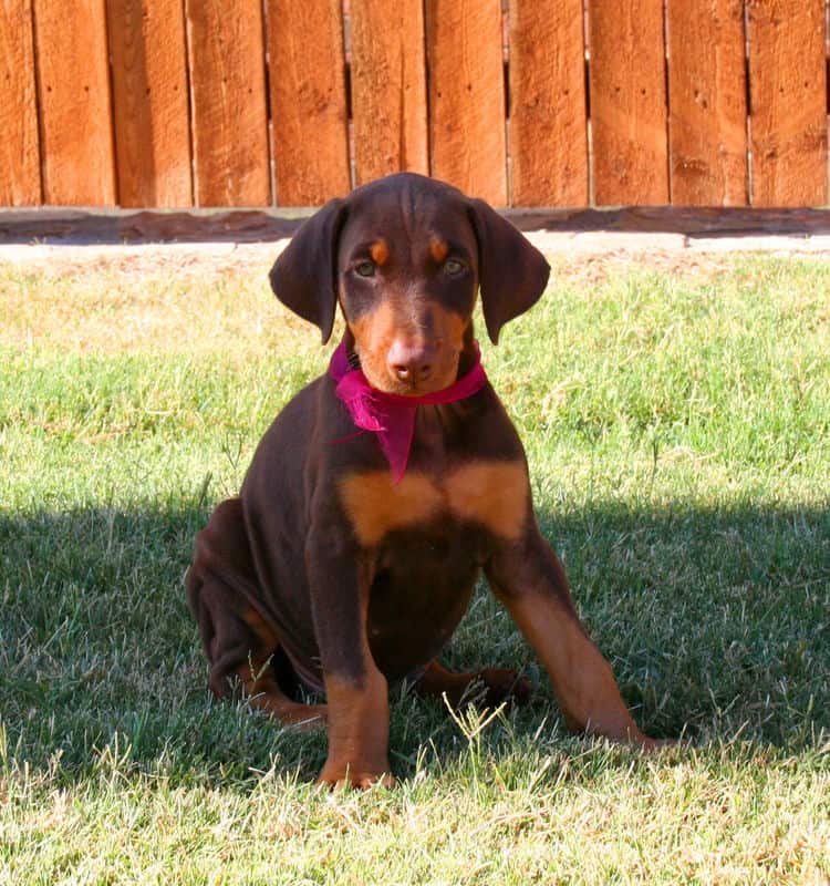 Doberman Pinscher pup