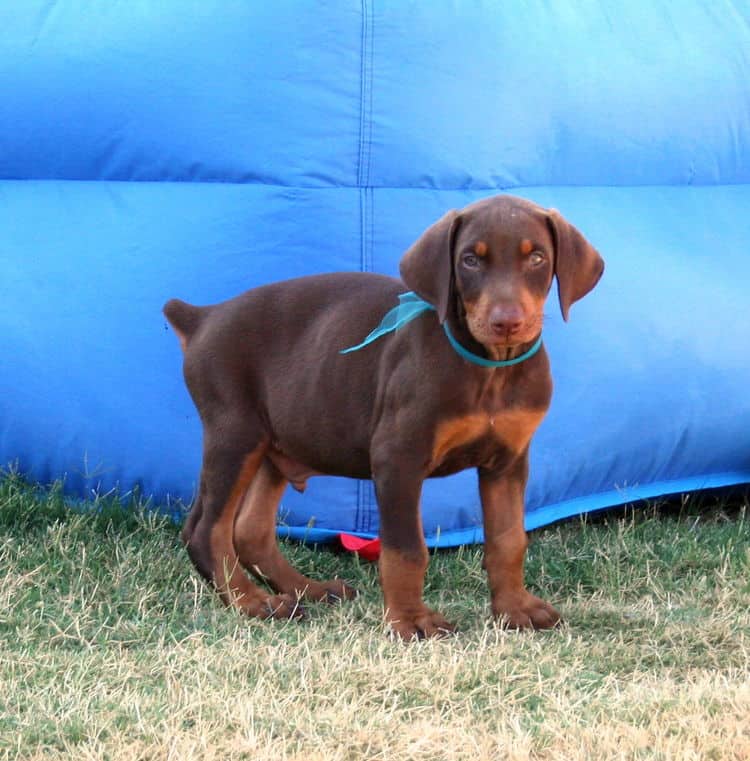 Doberman puppy