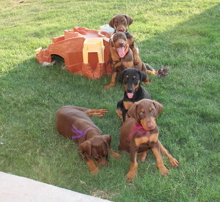 Dobie pups