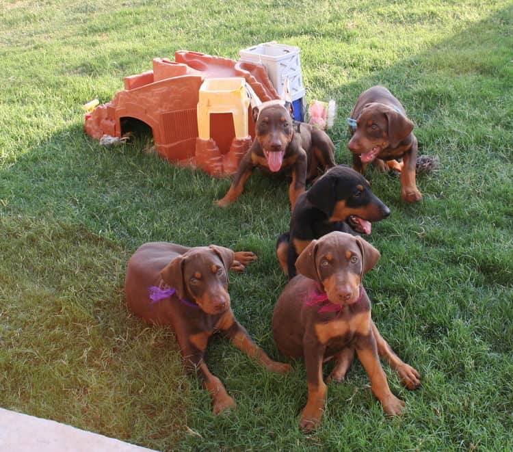 Doberman pupppies