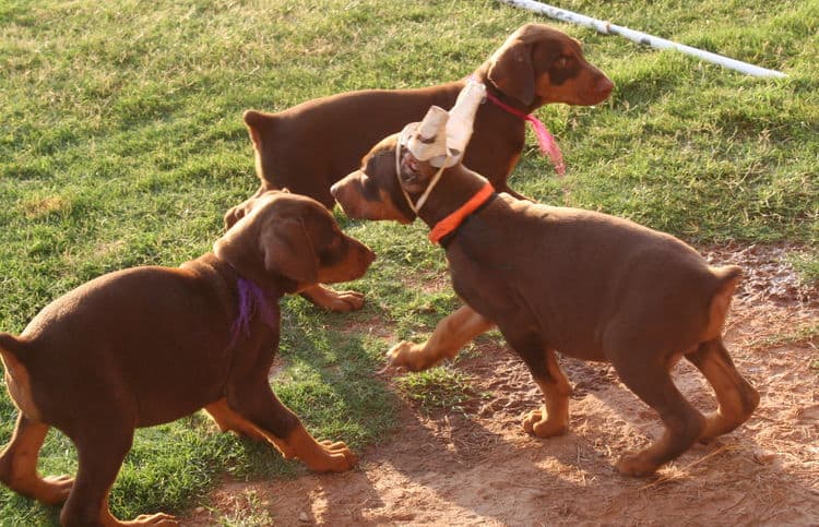 Dobermans