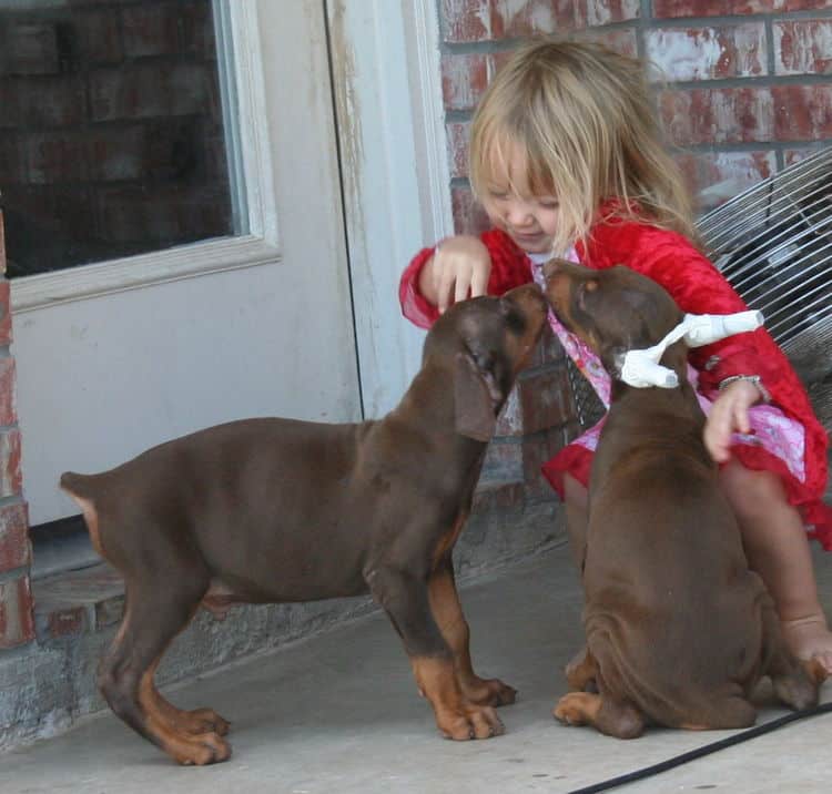 Doberman pups