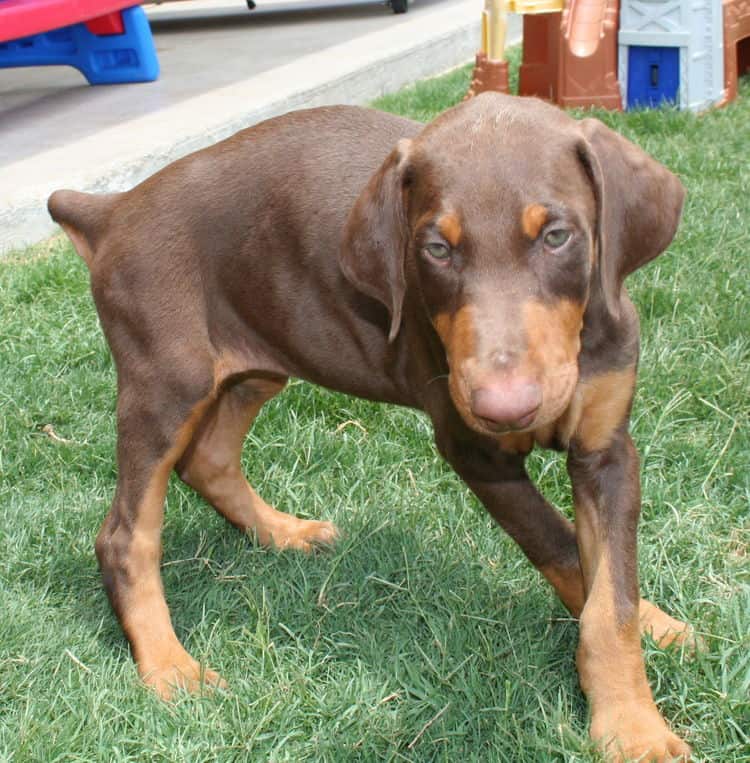 Doberman puppy