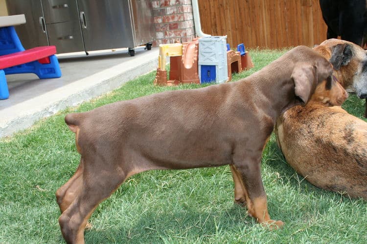 Doberman Pinscher pup