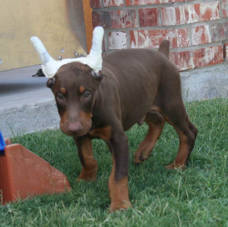 Doberman puppie