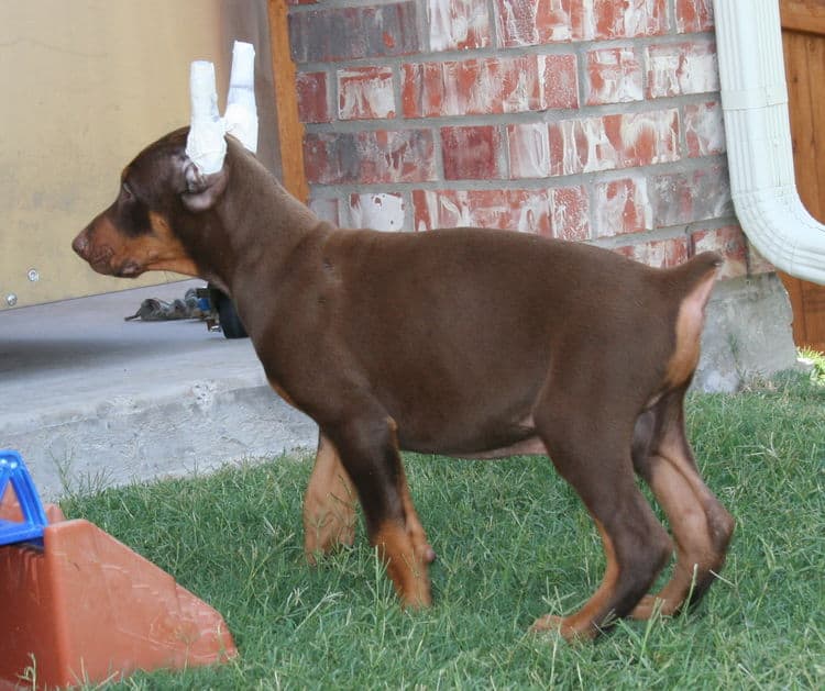 Doberman cropped ears