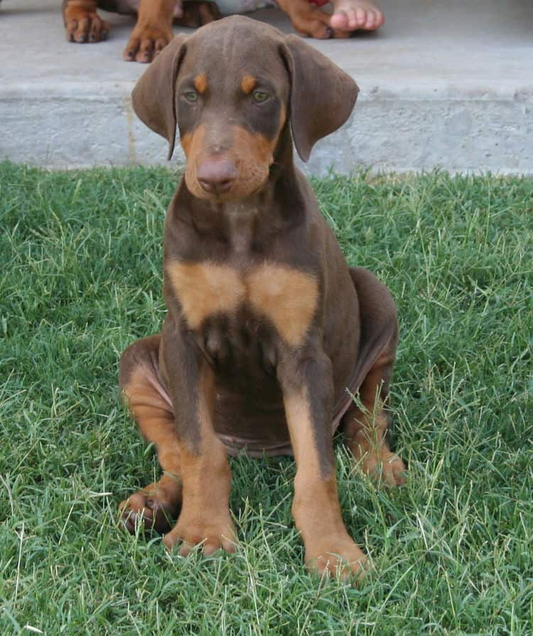 Doberman puppy