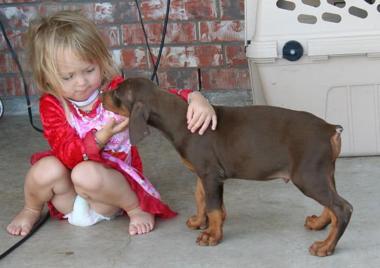 Dobe puppy