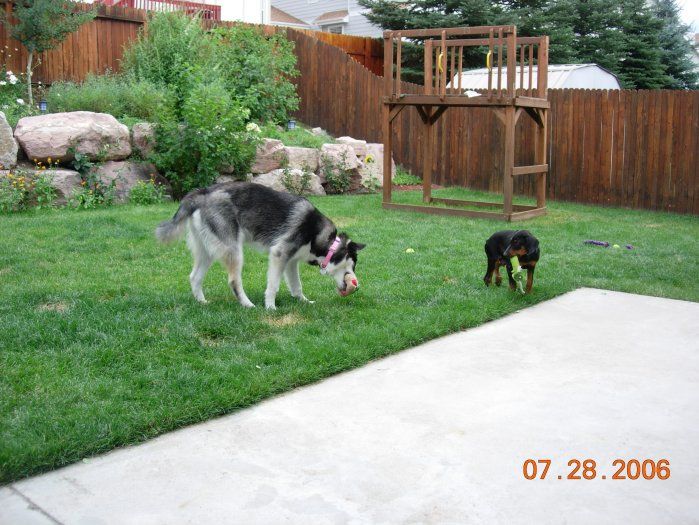 Doberman Pup home