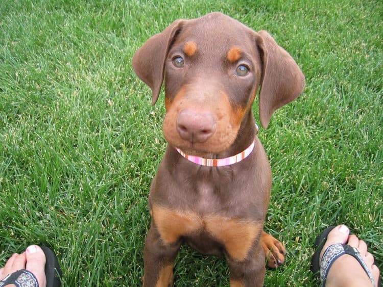 Doberman Pinscher puppy