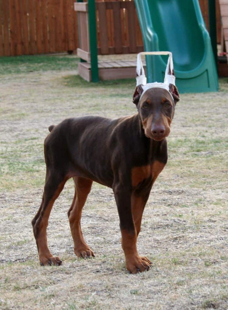 Doberman Puppy