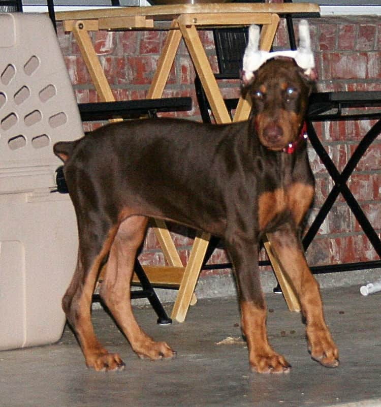 Doberman Puppy