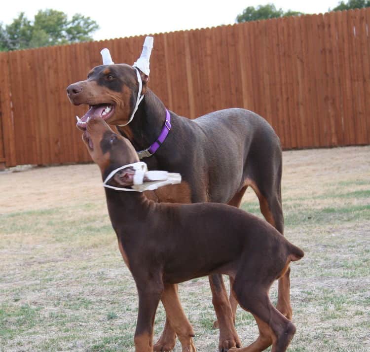 Doberman Puppy