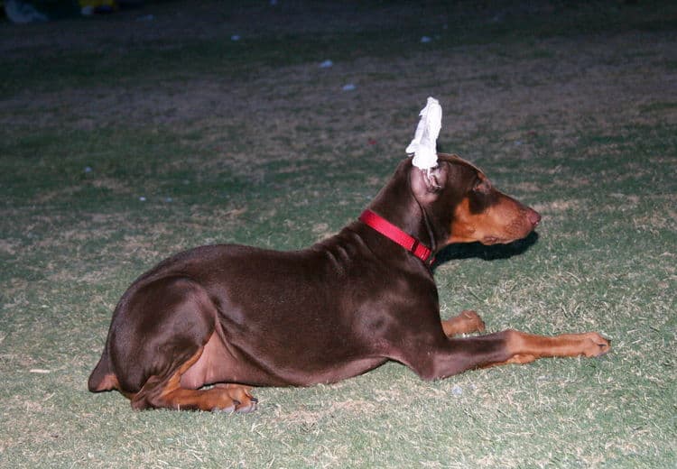 Doberman Puppy