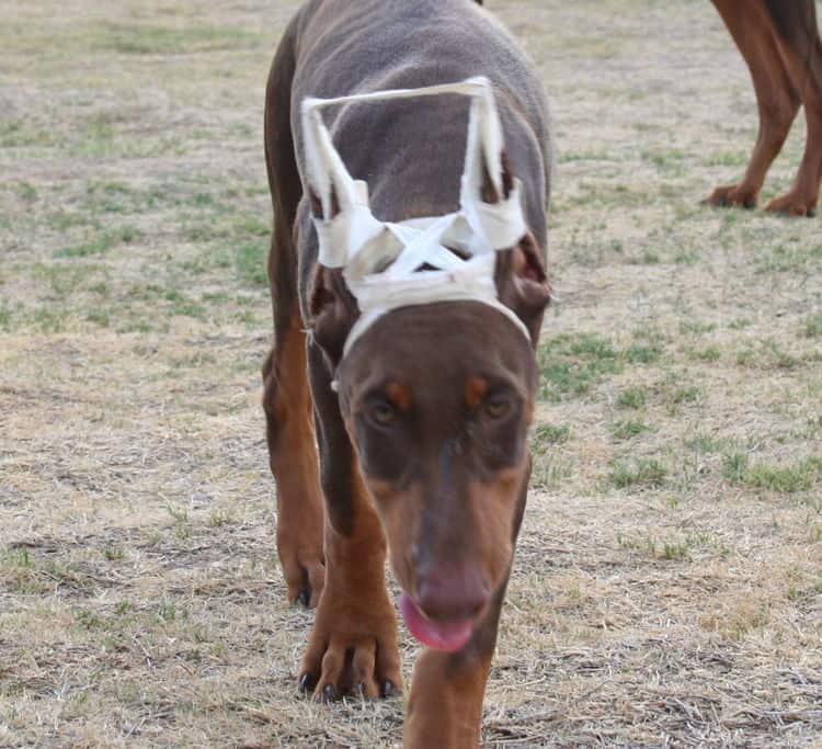 Doberman Puppy