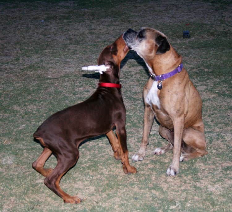 Doberman Puppy