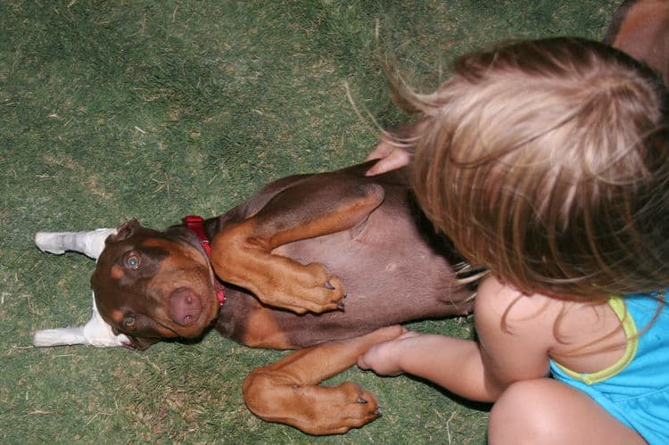 Doberman Puppy