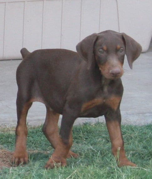 Dobe puppy