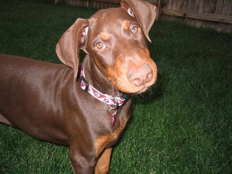 Doberman Pinscher