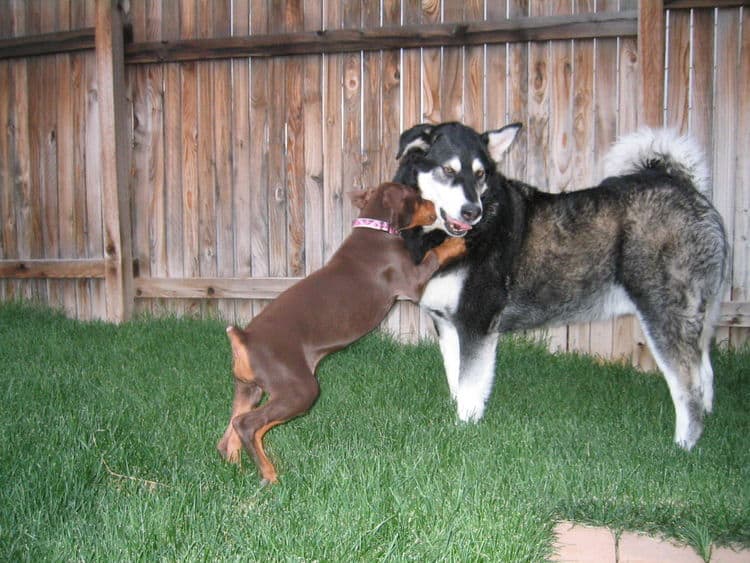 Doberman Pinscher