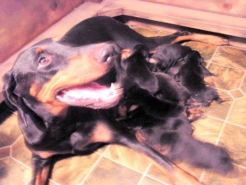 doberman puppies